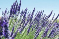 Blagotvorna dejstva lavande: Kraljica Mediterana liječi dušu i briše bore