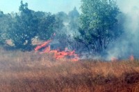 Bileća: Požar u Koritima, kuće van opasnosti