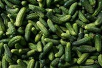 U krastavcima iz Albanije povećan sadržaj pesticida