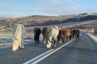 Дивљи коњи на коловозу преко превоја Борова Глава