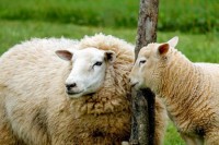 Petočlana „banda“ napravila haos: Životinje pobjegle sa farme i terorisale grad VIDEO