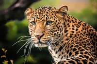 Broj leoparda u Indiji povećan za 60 posto u periodu od četiri godine