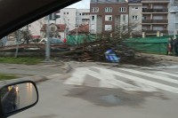 Banjaluka: Snažan vjetar oborio stablo na auta FOTO