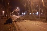 Јак вјетар прави штету у Бањалуци, стабла пала на паркиране аутомобиле