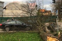 Јак вјетар прави штету у Бањалуци, стабла пала на паркиране аутомобиле