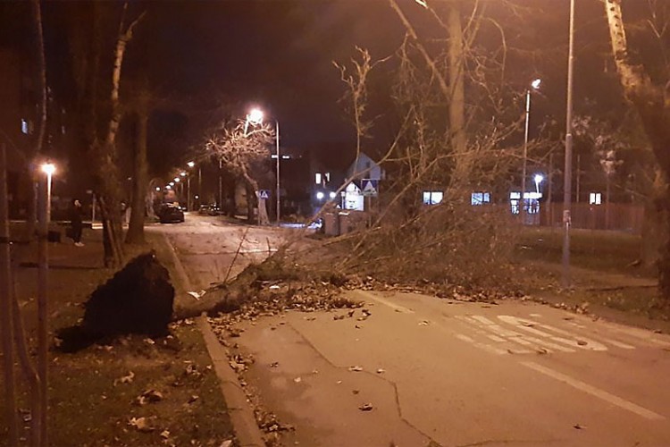 Јак вјетар прави штету у Бањалуци, стабла пала на паркиране аутомобиле