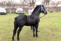 Кобиље млијеко из Семберије тражено и преко границе