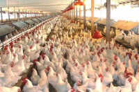 Подршка "Пиле-фарму" за повећану производњу јаја за узгој бројлера