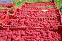 Малинари из Братунца, Сребренице и Милића незадовољни најављеном премијом