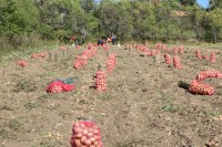 Рогатички одборници разматрали стање у аграру: Фабрика за прераду кромпира шанса за пољопривреднике