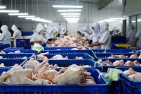 Кошарац-Маш: Нема званичних информација о забрани извоза пилетине и јаја