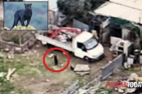 Crni panter u poljima oko Barija