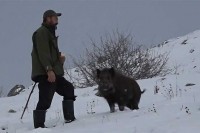 Необичан кућни љубимац - вепар Тито