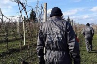Поводом Светог Трифуна у Алексиним виноградима у Слатини обављено је освештање и резидба винове лозе