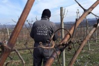 Поводом Светог Трифуна у Алексиним виноградима у Слатини обављено је освештање и резидба винове лозе
