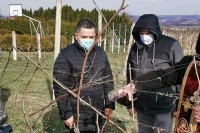 Поводом Светог Трифуна у Алексиним виноградима у Слатини обављено је освештање и резидба винове лозе