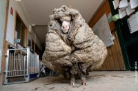 Ovan „smršao“ 35 kilograma nakon šišanja