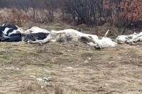 Istovarene uginule krave u blizini srpskog sela Gubin, mještani strahuju od zaraze