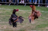 Pijetao ubio vlasnika tokom ilegalne borbe