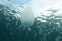 Sa porastom temperature mora može se očekivati pojava rebraša