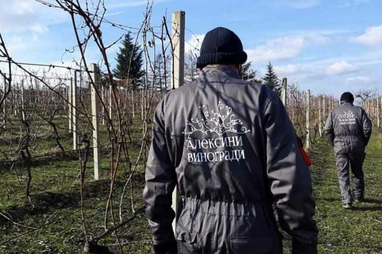 Поводом Светог Трифуна у Алексиним виноградима у Слатини обављено је освештање и резидба винове лозе