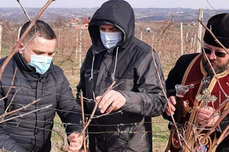Поводом Светог Трифуна у Алексиним виноградима у Слатини обављено је освештање и резидба винове лозе