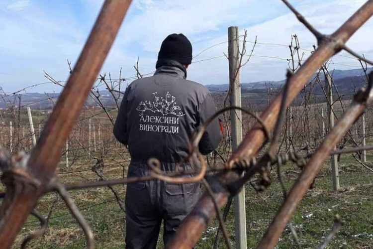 Povodom Svetog Trifuna u Aleksinim vinogradima u Slatini obavljeno je osveštanje i rezidba vinove loze