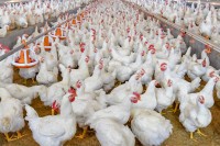 Компанија из Лакташа остварила годишњу производњу од 12 милиона јаја