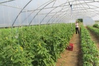 Објављена коначна ранг-листа 30 србачких породица: Пластеници сигуран извор прихода