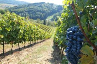 Turistima dostupan eno i gastro vodič Srpske