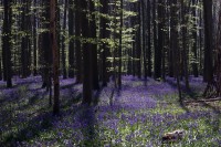 Belgija: Zvončići u šumi Halerbos očaravaju posjetioce