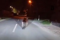 "Prati se kretanje medvjeda, snimak pokazuje mučenje životinja"