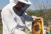 Trebinje: Pčelari rasprodali zalihe meda