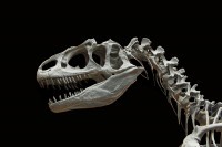 Otkrivena nova vrsta krestastog dinosaurusa