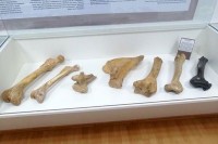 U muzeju Orlovača izložene i kosti praistorijskog medvjeda