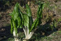 Blagotvorna dejstva blitve