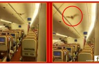 Šišmiš izazvao paniku u avionu „Er Indije“ na letu za SAD