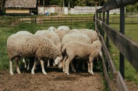 Ukradeno pet ovaca iz drvenog obora