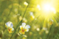 U subotu sunčano i veoma toplo, temperatura do 30 stepeni