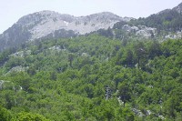 За пошумљавање подесно 20 одсто голети, повећати удио лишћара у Српској