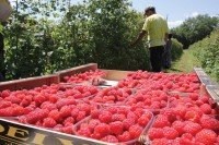 Počela berba u Podrinju: Kilogram maline neće ispod četiri KM