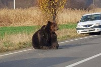 Kamion udario u medvjeda kod Kupresa