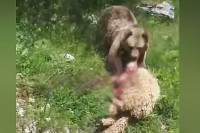 Medvjedica napala stado ovaca na Vlašiću VIDEO