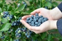 Узгој боровнице све популарнији у Српској: Љековитост и цијена шире производњу плавог злата