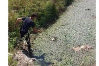 Inspektorat RS nema kome da naloži uklanjanje uginule ribe