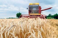 Marinković: Žetva pšenice završena na 95 odsto površina
