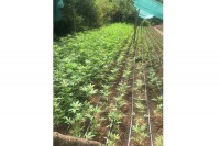 Откривено је око 6.000 стабљика индијске конопље