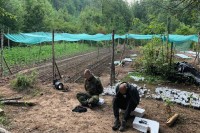 Откривено је око 6.000 стабљика индијске конопље