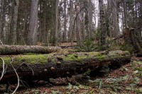 Unesko proglasio prašumu Janj kod Šipova prirodnim dobrom od svjetskog značaja