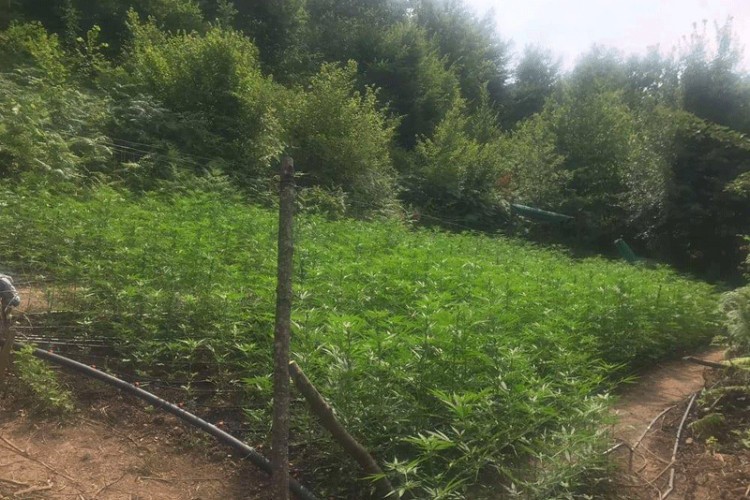 Откривено је око 6.000 стабљика индијске конопље